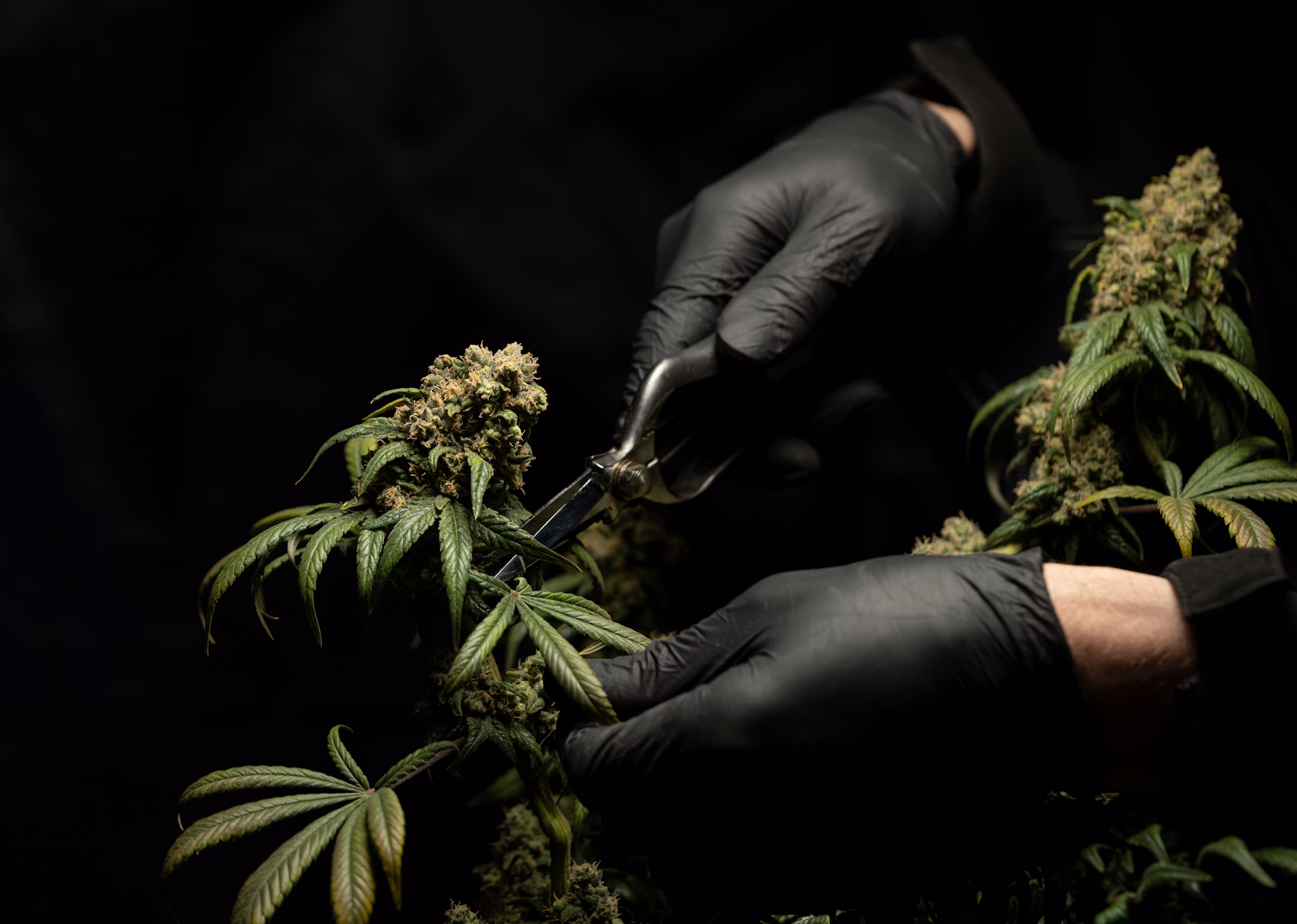 Fleurs de CBD DREAMBUD