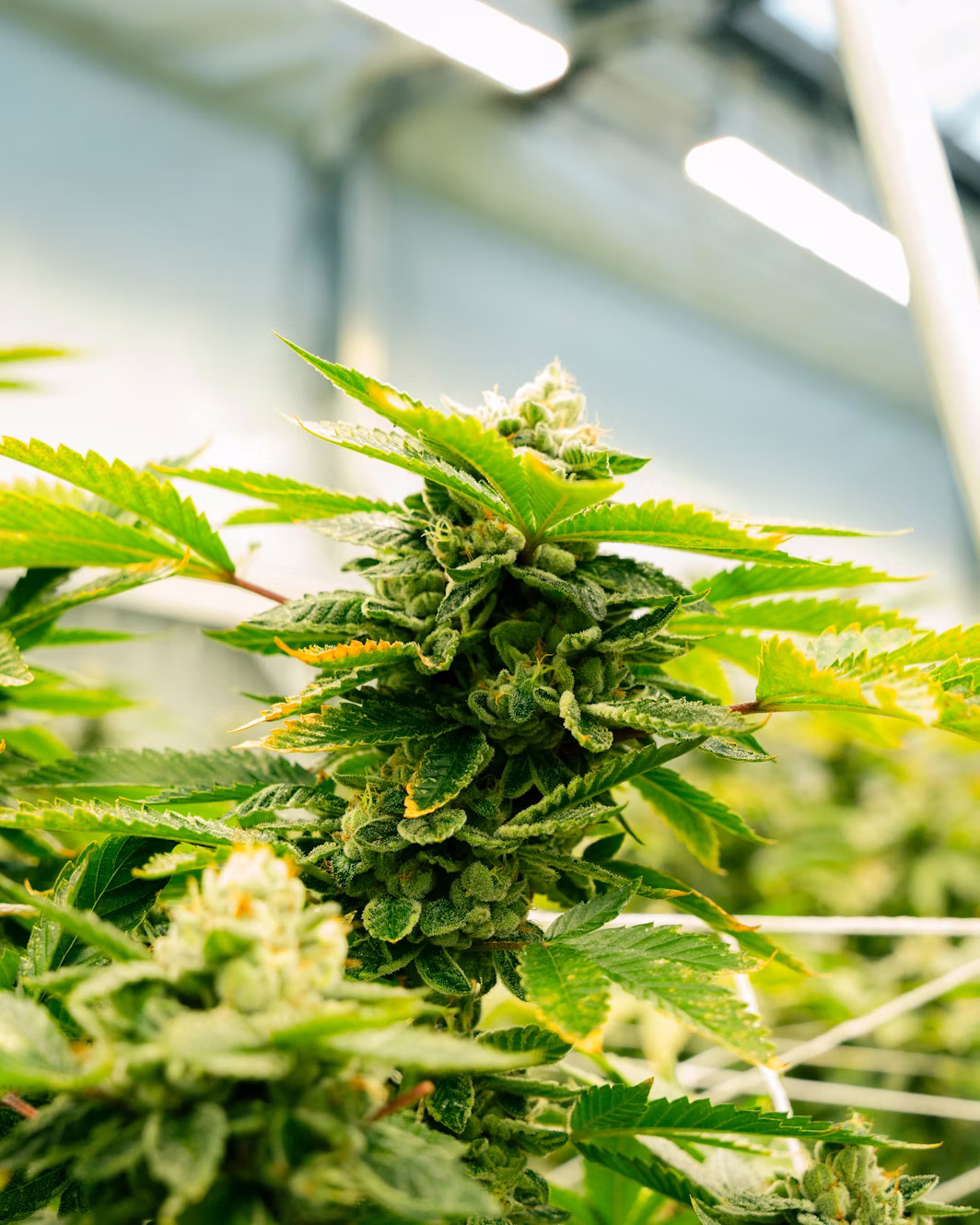Fleur de CBD en extérieur